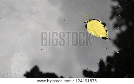 a yellow leaf floating on water for Background