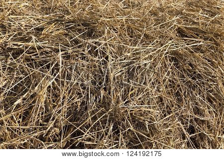 Agricultural Field On Which Grow Up Cereals Wheat, Belarus, Ripe And Yellowed Cereals, Small Depth O