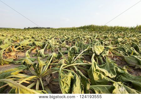 The Agricultural Field, Which Is Growing By The Drought Dried Sugar Beet, Summer, Small Depth Of Fie