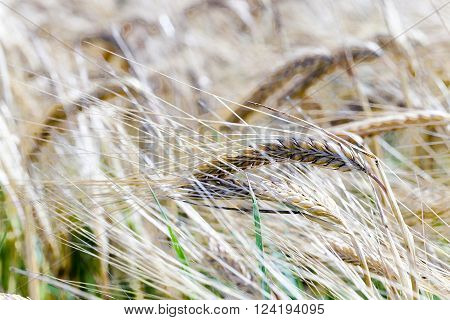 Agricultural Field On Which Grow Ripe Cereals