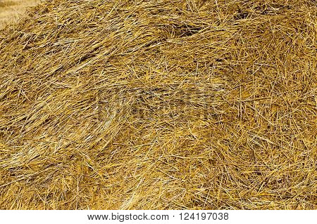 Agricultural Field On Which Grow Up Cereals Wheat, Belarus, Ripe And Yellowed Cereals, Small Depth O
