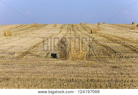 Haystacks Straw Lying In The Agricultural Field After Harvest. Summer