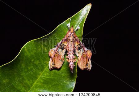 Close up of Terastia egialealis moth on green leaf in nature, dorsal view, flash fired