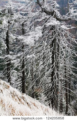 Late autumn in Cozia National Park, Romania, Europe