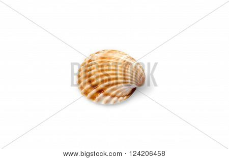 Sea shell with isolated on white background.