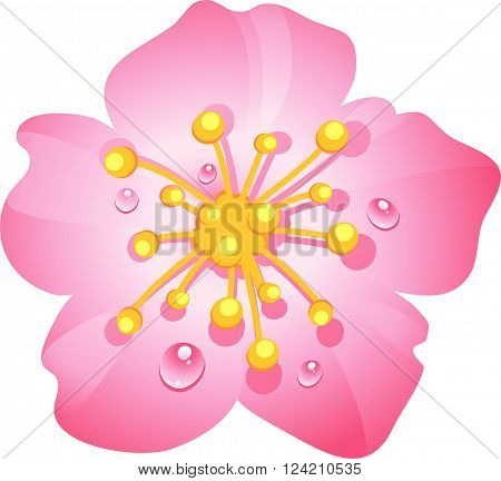 Pink cherry flower with dew drops. eps 10