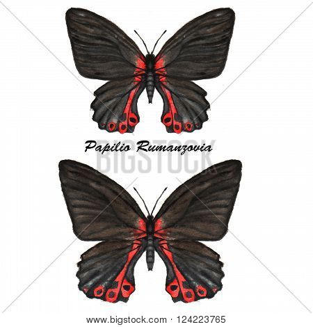 Hand drawn watercolor illustration of isolated tropical butterflies: black Papilio Rumanzovia