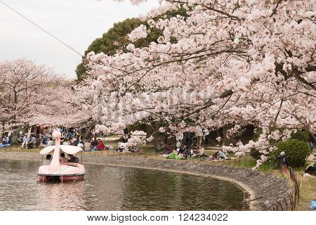 KOBE JAPAN APRIL 3 Cherry blossom celebration called hanami. Akashi Park on April 3 2016 in Kobe Japan.