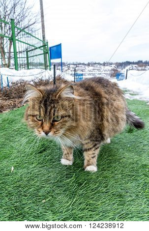 A Pregnant colored cat outdoors on a grass