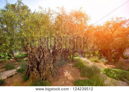 Garden Of Gethsemane Olive Orchard.