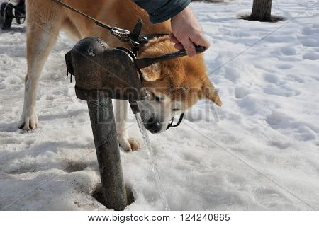 Drinking Akita The Dog