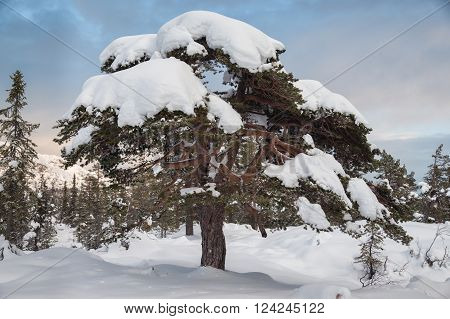 Pine tree covered by snow in the middle of norway