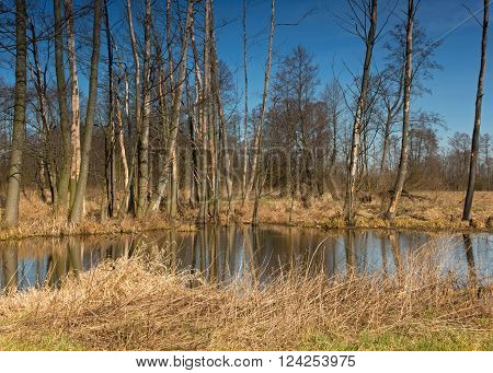 Polandfield pond and woodlots in early springbeginning of April landscape. Horizontal view.