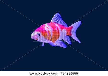 Fish & Clipping Inside