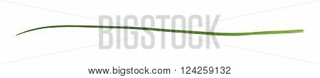 Green onion scallions isolated over the white background