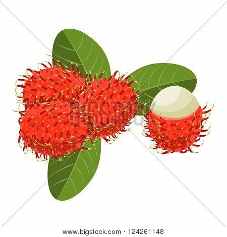 Rambutan Isolated vector illustration. Composition of Rambutan on white background. Natural food.