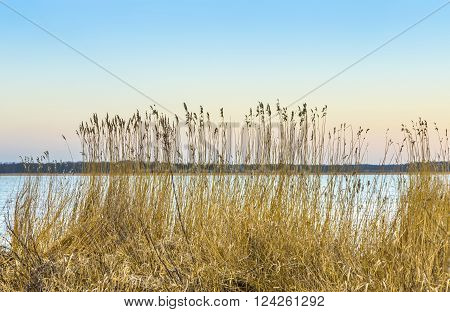 backwater landscape in Zempin, Usedom with reed grass