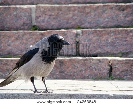Raven gray.The head wings and tail are black the body grey