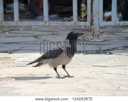Raven gray.The head wings and tail are black the body grey