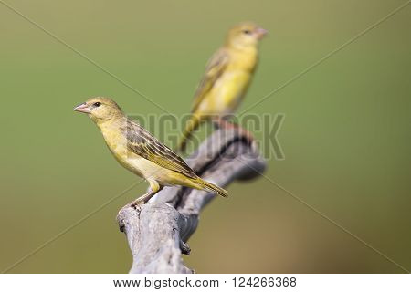 Female weaver sit on a perch and waiting for male