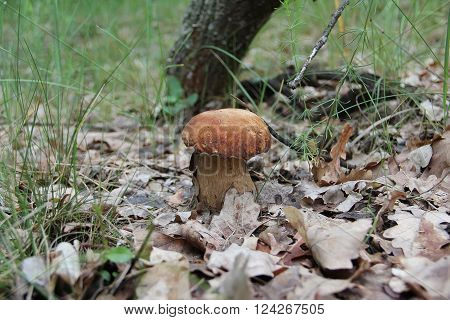 The boletus edulis (cep or porcino) in the forest (Ukraine).This is a very popular delicious meaty mushroom.