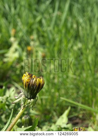 Young dandelion on a green background in spring