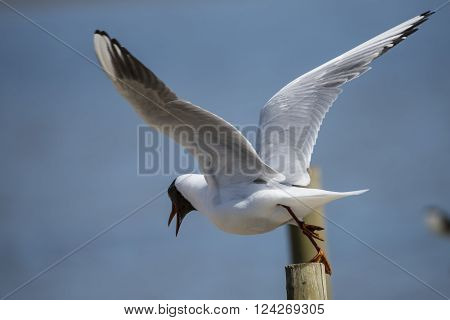 Beautiful Mediterranean Gull Icthyaetus Melanocephalus on post
** Note: Shallow depth of field