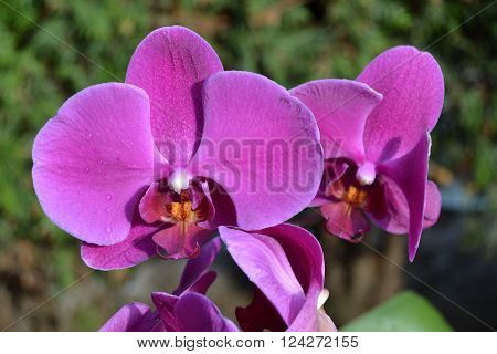 Orchids are the most beautiful flowers of different colors