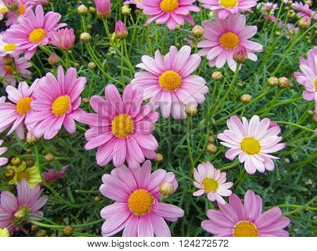 Pink daisies in a green background in a garden