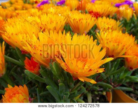 Mesembryanthemum flower growing in the summer garden