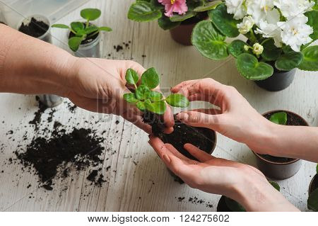 Picture of the old woman's hand and the hand of a young girl planting home plants indoors. Several brown flower pot heap of soil on a light wooden background. Blooming violet. Earth Day.