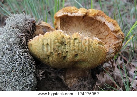 The boletus edulis (cep or porcino) in the forest (Ukraine).This is a very popular delicious meaty mushroom.