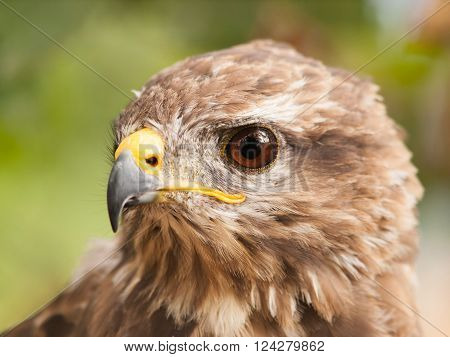 Portrait of european common buzzard - Buteo buteo
** Note: Soft Focus at 100%, best at smaller sizes