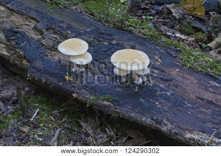 Porcelain fungus (Oudemansiella mucida). Another scientific names are Agaricus mucidus Armillaria mucida and Mucidula mucida
** Note: Visible grain at 100%, best at smaller sizes