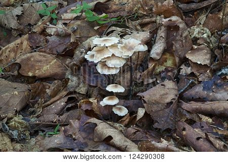 Collybia confluens mushroom (Collybia confluens). Another scientific name is Gymnopus confluens