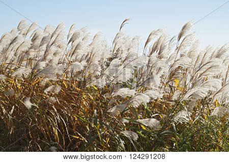 Amur silver grass (Miscanthus sacchariflorus). Called Japanese silver grass also