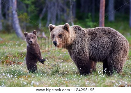 Brown bear cub standing and her mom close
** Note: Soft Focus at 100%, best at smaller sizes
