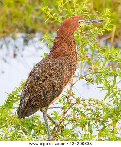 Rufescent Tiger-Heron (Tigrisoma lineatum) perched on a branch