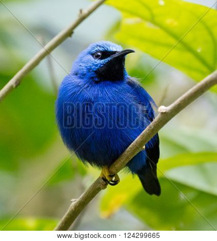 Male Shining Honeycreeper (Cyanerpes lucidus) in breeding plumage