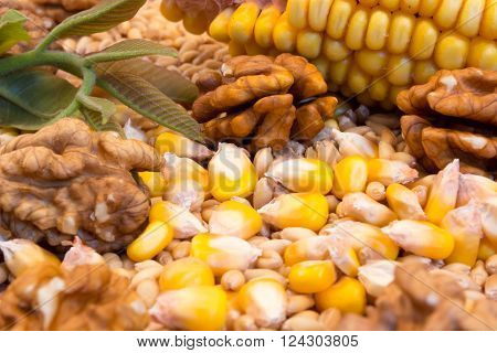 Corn cob wheat nuts on the wooden plate with green nut leaves