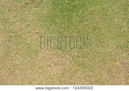 Blank grass background for graphic resource usage
