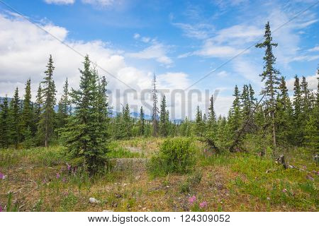 Evergreens fill a small meadow on a hiking trail through the Alaskan wilderness.