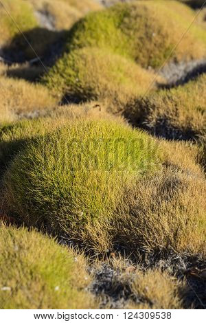 Mounds of green Korean grass in a zen garden.