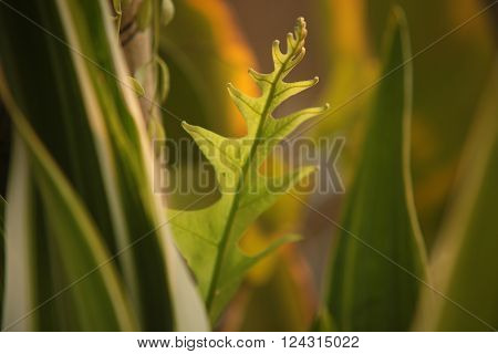 Leaves of ferns in the woods of Northeast Thailand.
** Note: Shallow depth of field