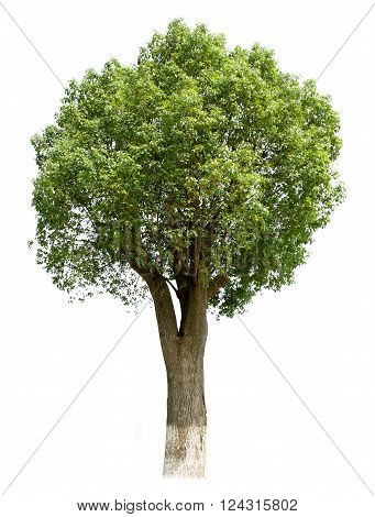 Botanical Garden of camphor, on white background in