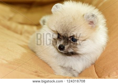 Close Up Cute little cream pomeranian on bed