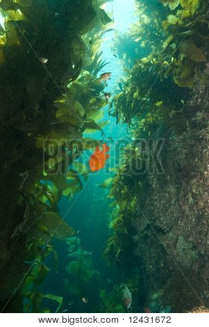 ณใน kelp แรมเดลหินนก