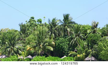 View of tropical trees in Baros Maldives