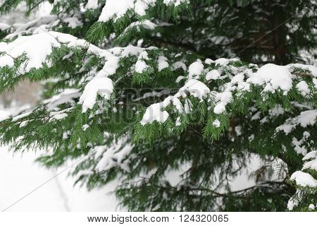 Fir tree covered with snow, closeup