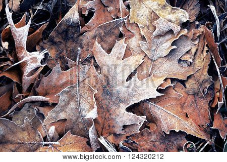 Pile of different dry leaves underfoot